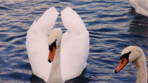 geneva swan