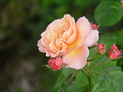 generalife rose