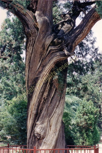 china cypress