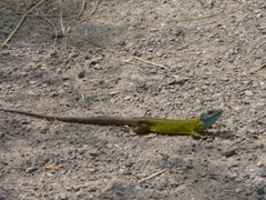 lizard on wall